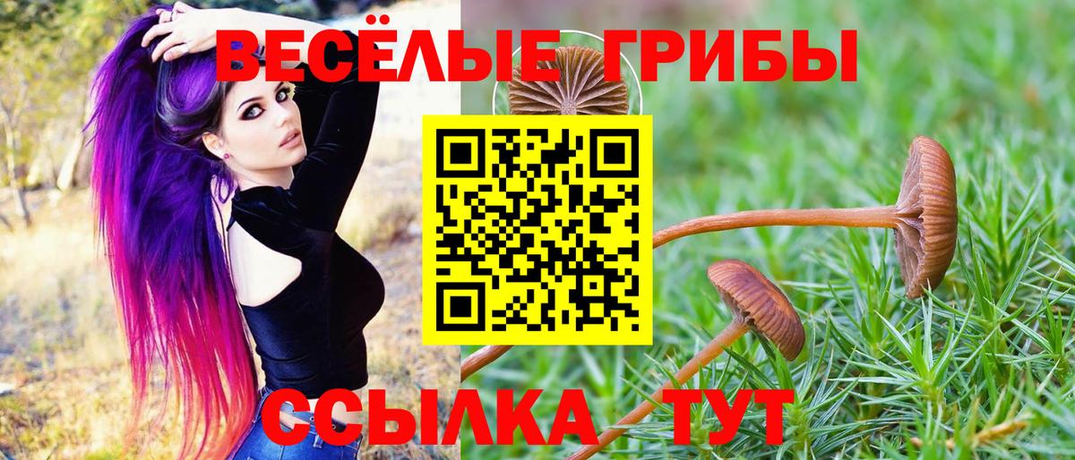 Галлюциногенные грибы Psilocybine cubensis Иркутск